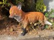 Prachtige vos staand in mooie kleuren,kan ook in tuin-vos - 0 - Thumbnail