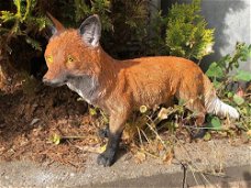 Prachtige vos staand in mooie kleuren,kan ook in tuin-vos