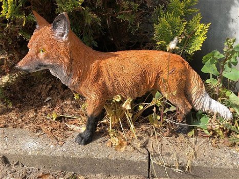 Prachtige vos staand in mooie kleuren,kan ook in tuin-vos - 1