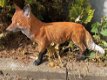 Prachtige vos staand in mooie kleuren,kan ook in tuin-vos - 1 - Thumbnail