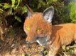 Prachtige vos staand in mooie kleuren,kan ook in tuin-vos - 2 - Thumbnail