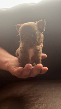 Chihuahua pups - 3