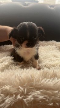 Chihuahua pups - 4