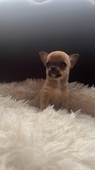 Chihuahua pups - 2