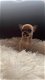 Chihuahua pups - 2 - Thumbnail