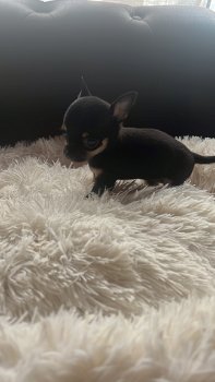 Chihuahua pups - 3