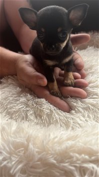 Chihuahua pups - 4