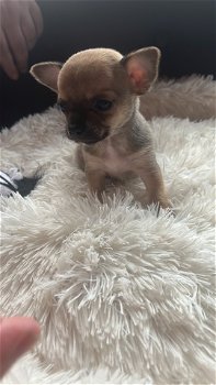 Chihuahua pups - 5