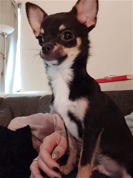 Chihuahua pups - 6