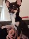 Chihuahua pups - 6 - Thumbnail