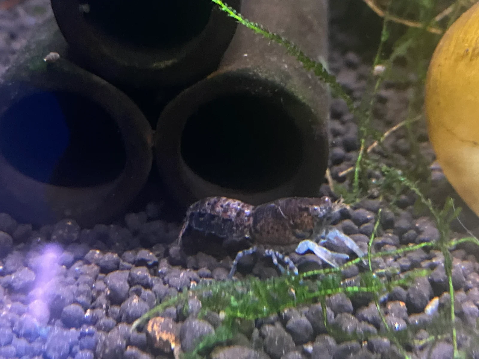 Cambarellus Montezumae - Mexicaanse Dwergkreeftjes - nr. 1