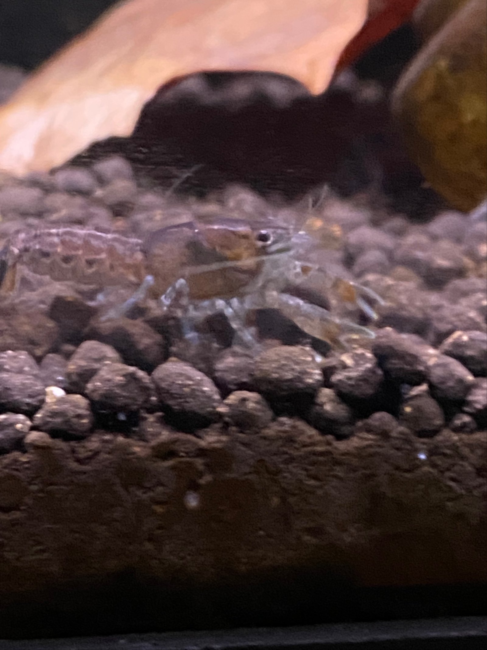 Cambarellus Montezumae - Mexicaanse Dwergkreeftjes - Afbeelding 6
