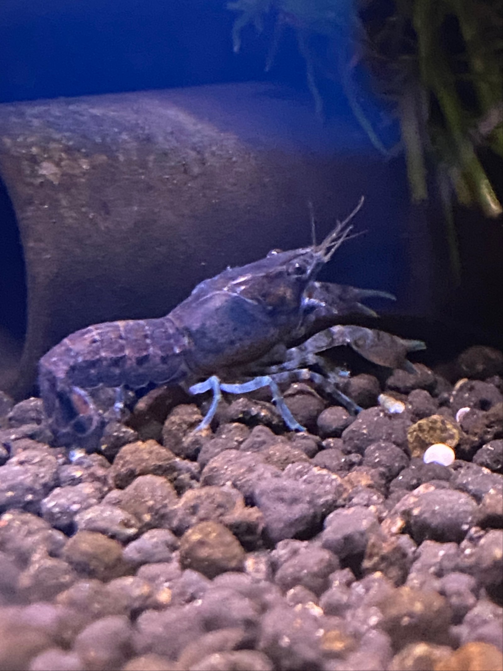 Cambarellus Montezumae - Mexicaanse Dwergkreeftjes - Afbeelding 7
