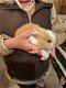 jonge konijntjes, 7 okt geboren - 1 - Thumbnail