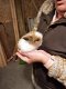 jonge konijntjes, 7 okt geboren - 2 - Thumbnail