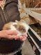 jonge konijntjes, 7 okt geboren - 3 - Thumbnail