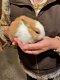 jonge konijntjes, 7 okt geboren - 5 - Thumbnail