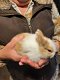 jonge konijntjes, 7 okt geboren - 6 - Thumbnail
