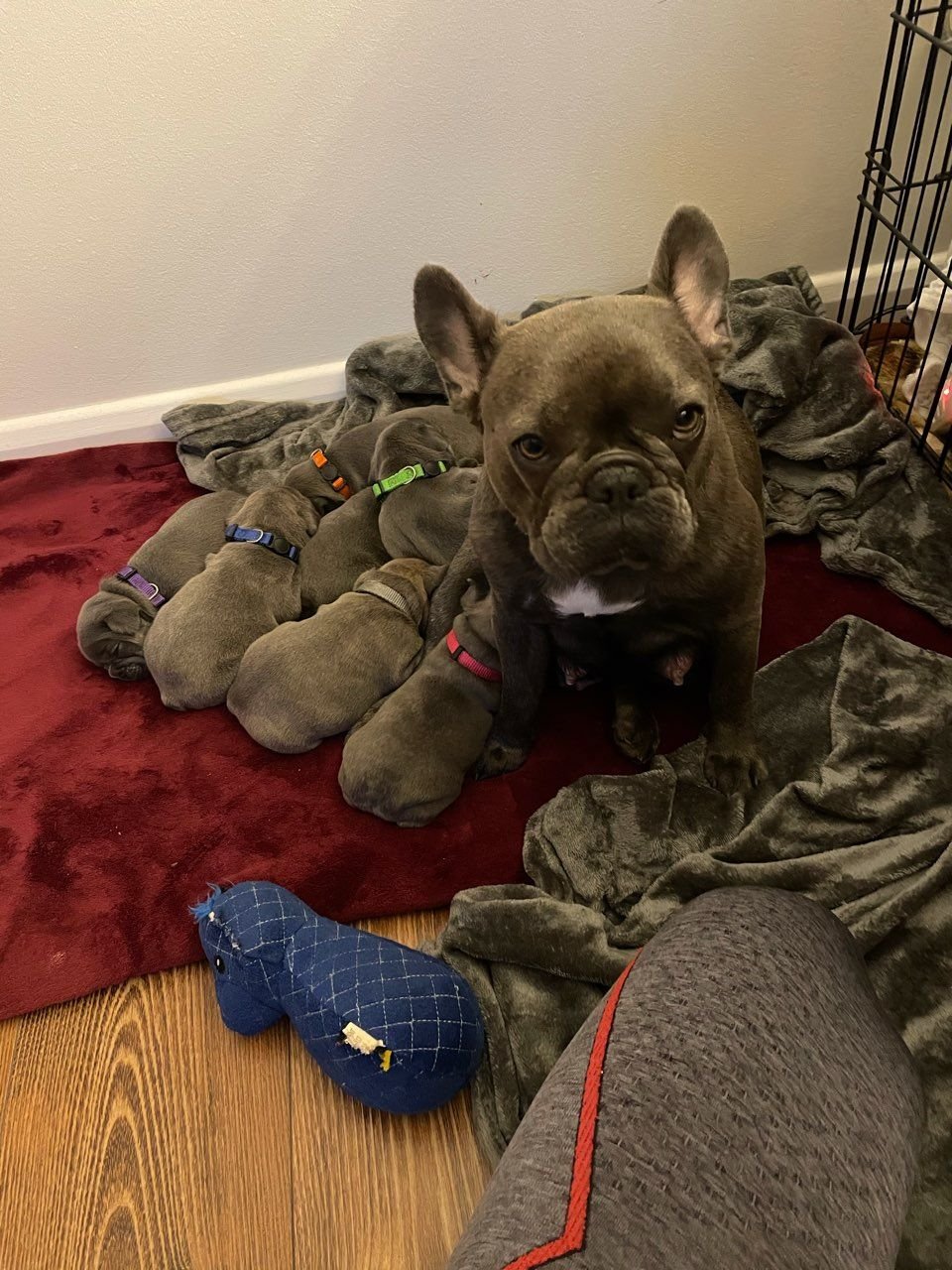 Franse bulldog-puppy's beschikbaar voor nieuwe huizen - Afbeelding 2
