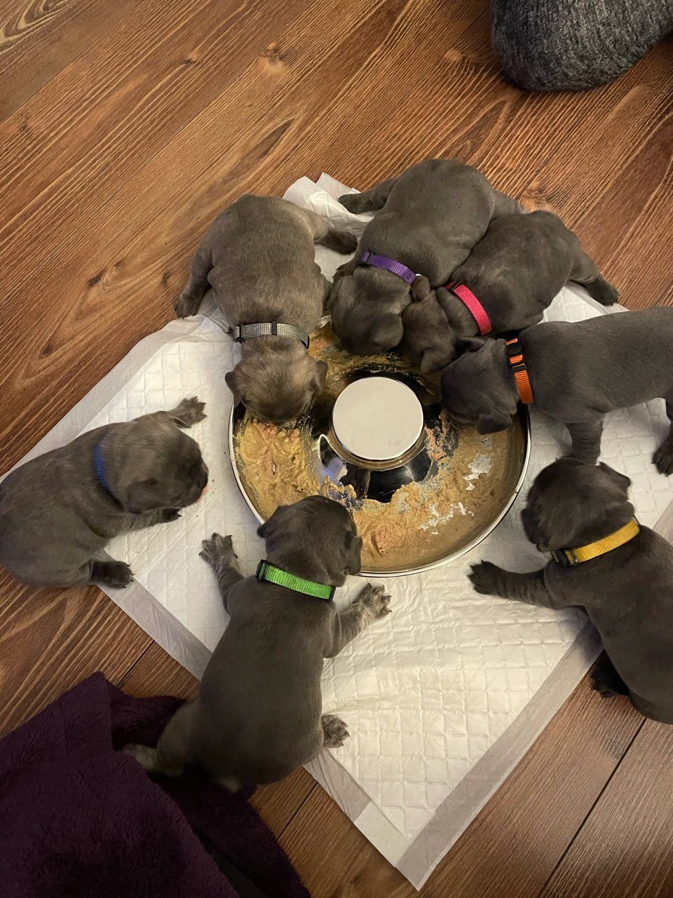 Franse bulldog-puppy's beschikbaar voor nieuwe huizen - Afbeelding 3