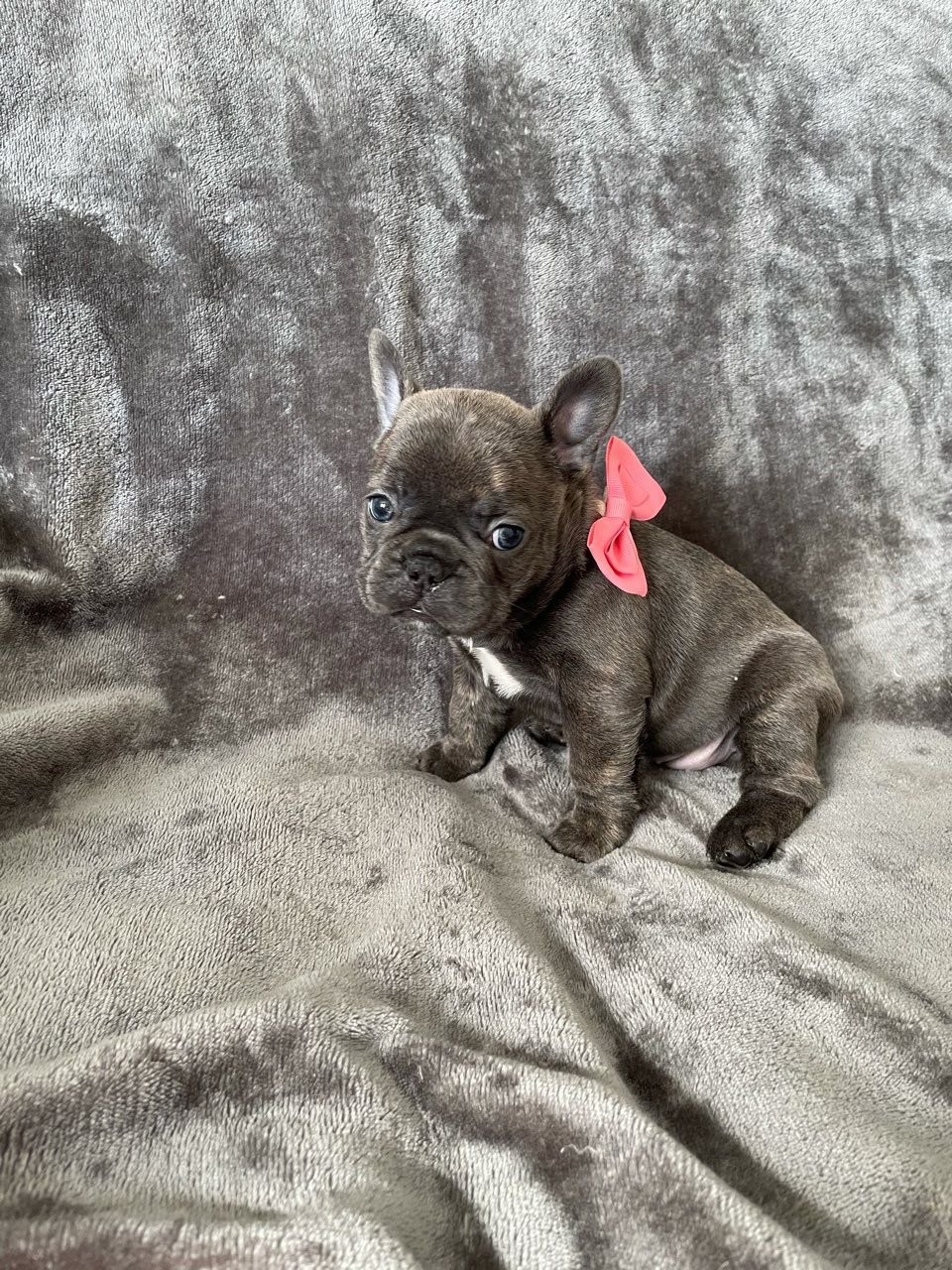 Franse bulldog-puppy's beschikbaar voor nieuwe huizen - Afbeelding 4