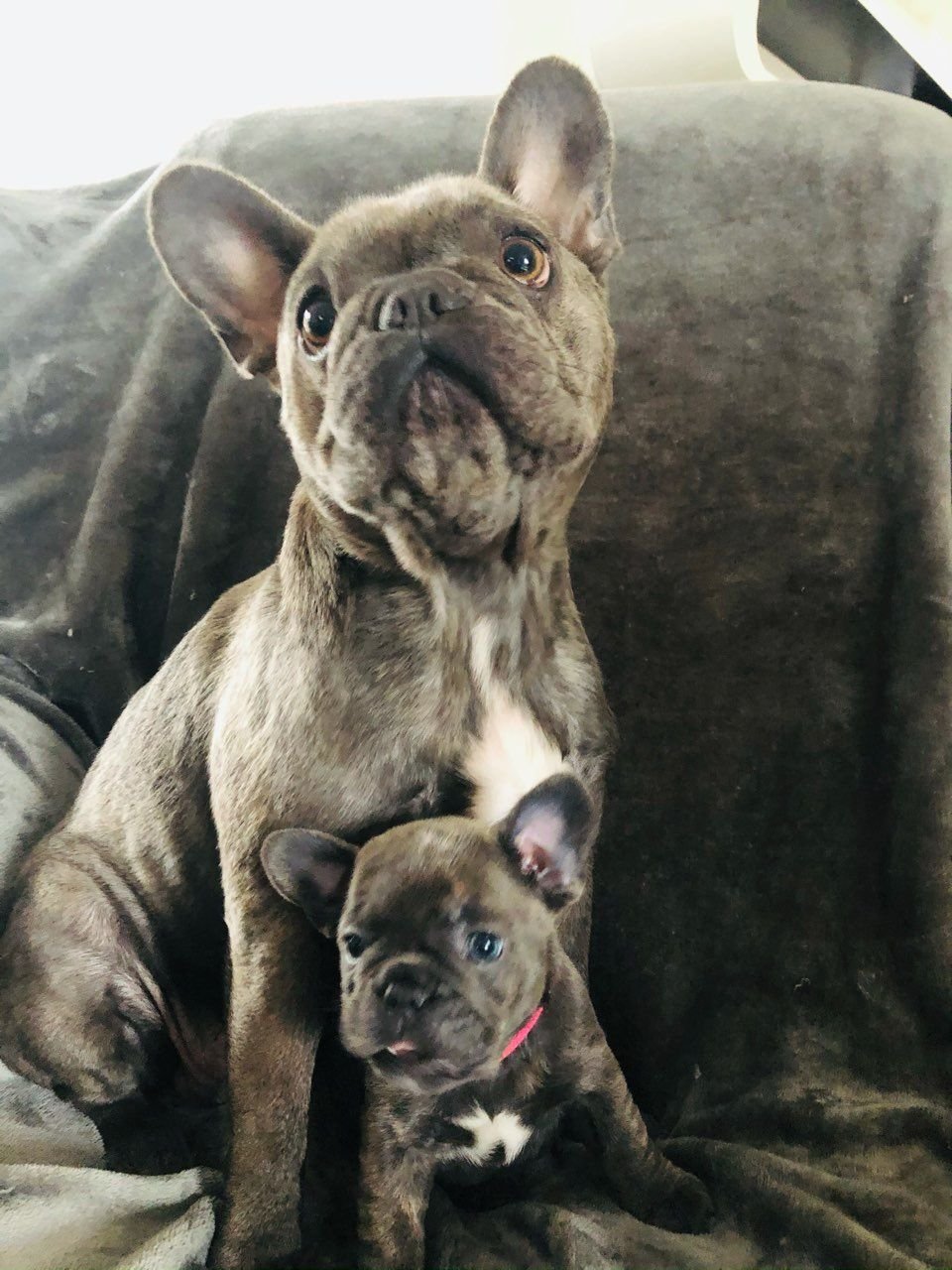 Franse bulldog-puppy's beschikbaar voor nieuwe huizen - Afbeelding 5