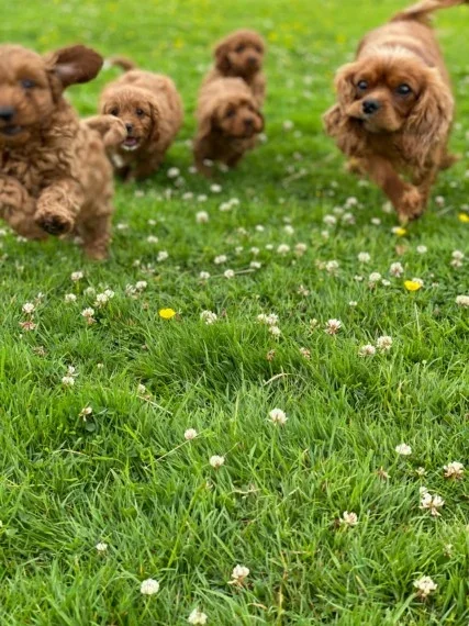 Mooie Cavapoos nu klaar om te gaan - Afbeelding 4