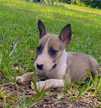 Bull Terriër Pups Te Koops Giaosa - 0