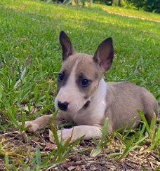 Bull Terriër Pups Te Koops Giaosa