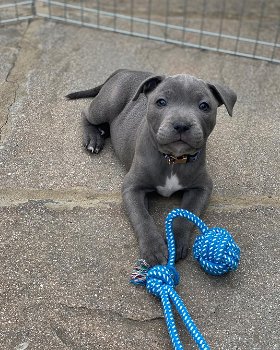American Staffordshire terrier pupps - 1