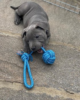 American Staffordshire terrier pupps - 2