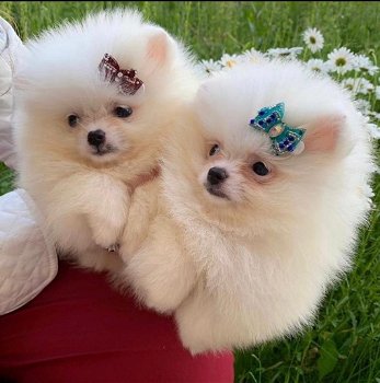 Geweldige Pommerse puppy's beschikbaar - 0