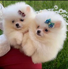  Geweldige Pommerse puppy's beschikbaar