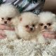 Gezonde Pommerse puppy's voor adoptie - 0 - Thumbnail