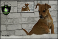 Stoere Jack Russel pups - 0 - Thumbnail