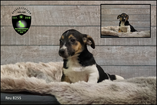 Stoere Jack Russel pups - 2