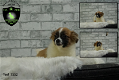 Prachtige Boomer x Dwergkees pups - 2 - Thumbnail