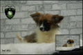 Prachtige Boomer x Dwergkees pups - 3 - Thumbnail