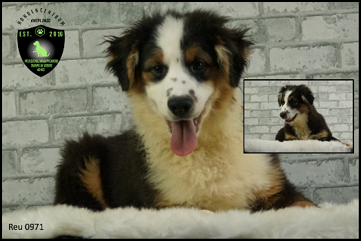 Bordercollie x Australian shepherd pups erg mooi - 0