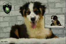 Bordercollie x Australian shepherd pups erg mooi