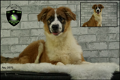 Bordercollie x Australian shepherd pups erg mooi - 3 - Thumbnail