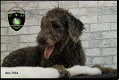 Labradoodle pups - 2 - Thumbnail