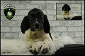 Engelse Springer spaniël pups, verschillende kleuren. - 2 - Thumbnail