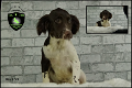 Engelse Springer spaniël pups, verschillende kleuren. - 4 - Thumbnail