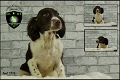 Engelse Springer spaniël pups, verschillende kleuren. - 6 - Thumbnail
