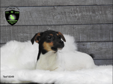 mooie Boerenfox x jackrussel pups