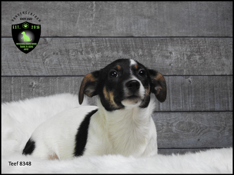 mooie Boerenfox x jackrussel pups - 1