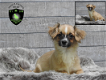 Lieve Boomer pups, Boemer - 1 - Thumbnail