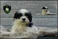 Lieve Boomer pups, Boemer - 2 - Thumbnail