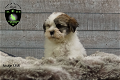 Lieve Boomer pups, Boemer - 3 - Thumbnail